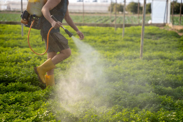 Best Affordable Pest Control Services  in Lake Havasu City, AZ