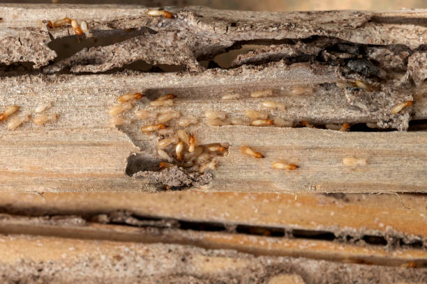 Pest Control for Restaurants in Lake Havasu City, AZ